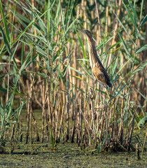 Red heron perched on reed