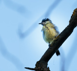 Blue tit on a branch