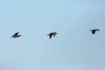 Great Cormorant in flight