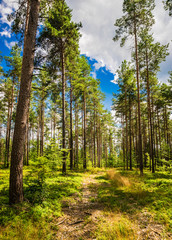 Wald Weg Pfad Natur Landschaft Bäume