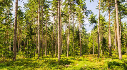 Natur Landschaft Wald