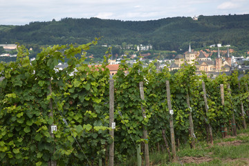 Fototapeta na wymiar Blick auf die Basilika von Trier über die Weinberge
