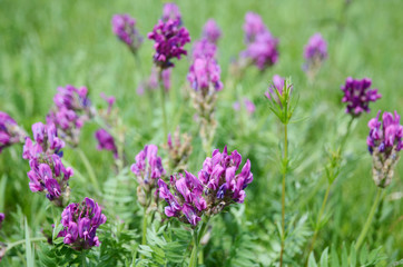 A large field of Cockshead, lat. Onobrychis, in summer