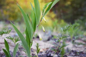 Flower of Solomons seal - Polygonatum
