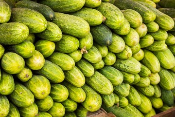 Big juicy ripe cucumbers