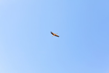 Crane flies on blue sky