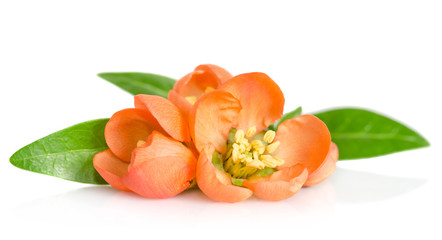 beautiful orange flowers on white background