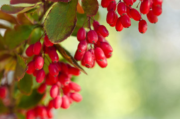 Red barberry berries on the tree