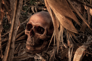 Still Life with a Skull in cornfield