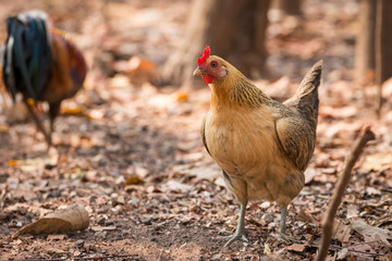 chicken