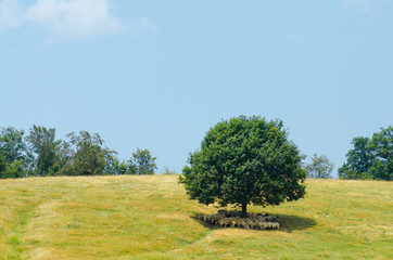 Flock of sheep rest at the shadow of a big tree on a hill