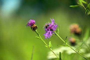 Bee on the flower.