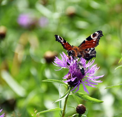 butterfly on a field flower in the nature