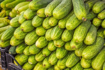 Big juicy ripe cucumbers