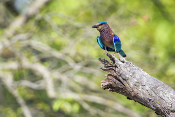 Indian roller in Bardia national park, Nepal