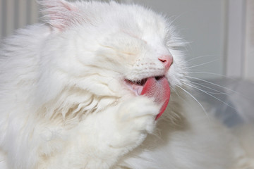 Big white cat licking its paw.