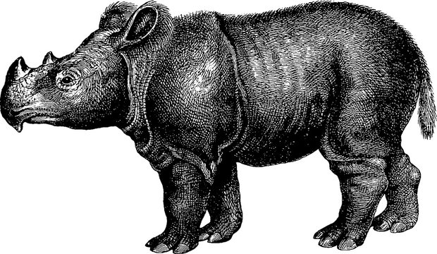 Vintage image rhino