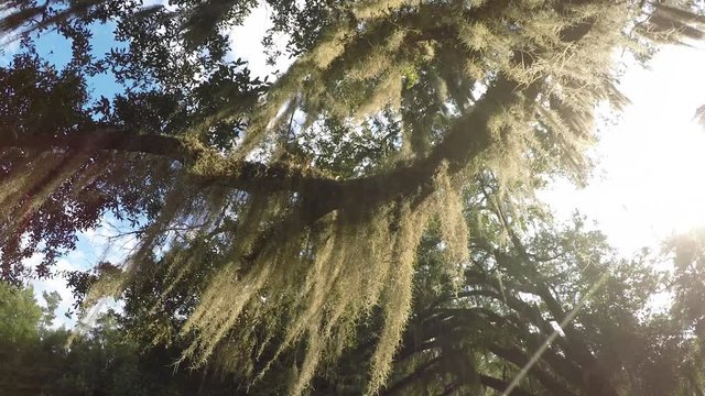 Sun shining through live oak tree canopy with spanish moss