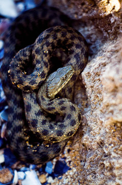 Snake on the beach