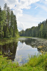 Landscape forest river overgrown with water lilies and reeds and