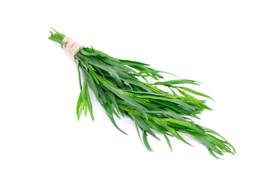Fresh green estragon isolated on white background