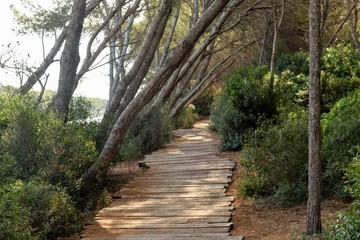 Walkway made of planks in the forest