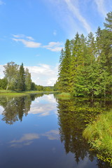 Obraz premium Landscape with blue sky, pine trees and a river with thickets of