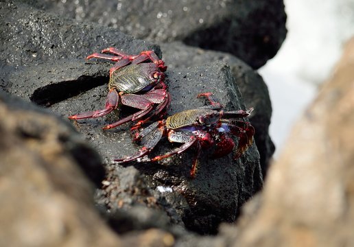 Red crab of Canary islands, Grapsus grapsus adscensionis