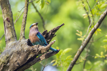 Indian roller in Bardia national park, Nepal