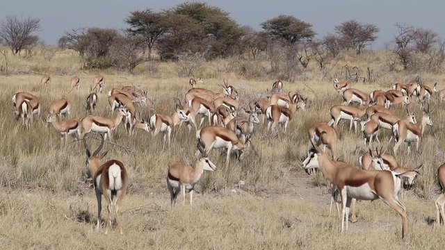Large herd of springbok antelopes (Antidorcas marsupialis), Etosha National Park, Namibia