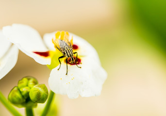 fly hold on lotus flower