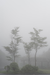 朝霧と木立
