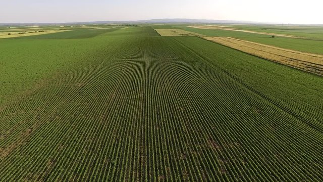 Green soybean field aerial footage