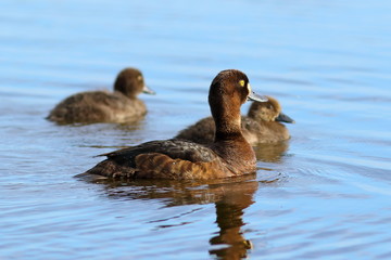 The duck tufted duck with ducklings
