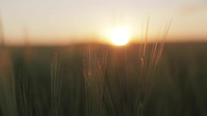 Macro close up of sunset over wheat or rye spikes in mid summer field yellow backlit light blurred background