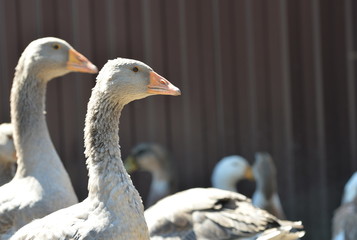 The gray geese in the courtyard close up