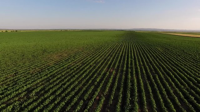 Green soybean field aerial footage