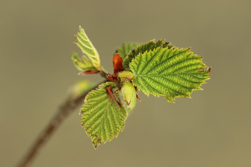 Hazelnut twig