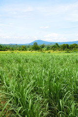 Obraz premium Sugarcane field with blue sky background. Travel in Thailand.