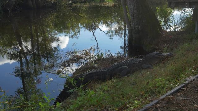 Big alligator sitting on the banks of beautiful swamp