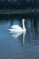 Swan in the night