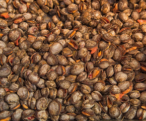 Mussels in the seafood market