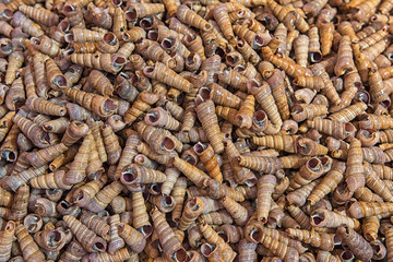 Mussels in the seafood market