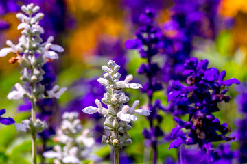 Steppensalbei, Hainsalbei Salvia sylvestris, Salbei memeros