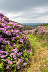 Fototapeta premium Irland - Rhododendron Blüte in the Vee