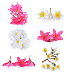 plumeria flowers isolRated on white background