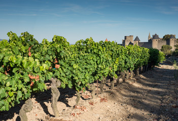Fototapeta na wymiar Close up on Vineyards growing outside the medieval fortress of Carcassonne in France