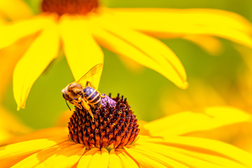 Sonnenhüte, Echinacea, Igelköpfe in gelb