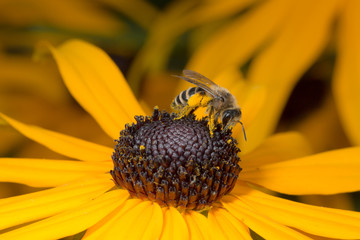 Bee sitting on yellow flower in closeup view