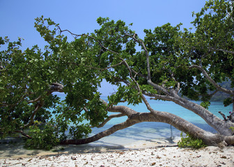 trees on the beach along side of crystal clear sea